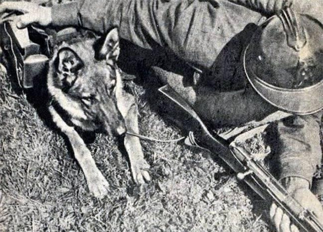 Kế hoạch sử dụng chó đánh bom của Mỹ, Liên Xô trong Thế chiến 2 - Hình 5 Ke hoach su dung cho danh bom cua My, Lien Xo trong The chien 2-Hinh-5