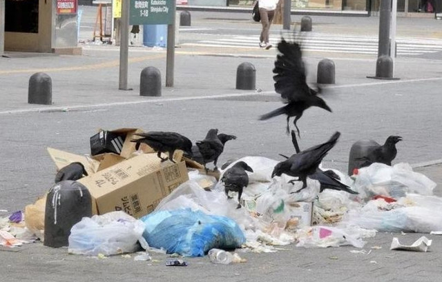 Kinh di mon sashimi thit qua gay tranh cai o Nhat Ban-Hinh-6