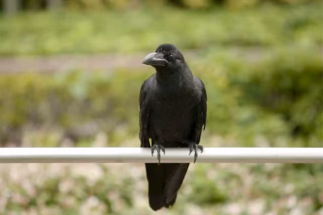 Kinh di mon sashimi thit qua gay tranh cai o Nhat Ban-Hinh-7