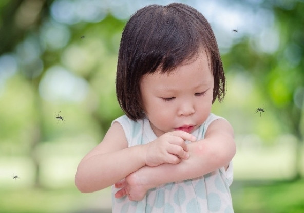 Chuyên gia nói gì về thông tin người ăn nhiều thịt thu hút muỗi hơn? Chuyen gia noi gi ve thong tin nguoi an nhieu thit thu hut muoi hon?