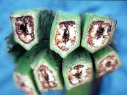 Biết gì về dịch bệnh “chảy máu chuối” khả năng lan rộng ở ĐNA? - Hình 5 Biet gi ve dich benh “chay mau chuoi” kha nang lan rong o DNA?-Hinh-5