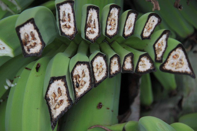 Biết gì về dịch bệnh “chảy máu chuối” khả năng lan rộng ở ĐNA? - Hình 8 Biet gi ve dich benh “chay mau chuoi” kha nang lan rong o DNA?-Hinh-8