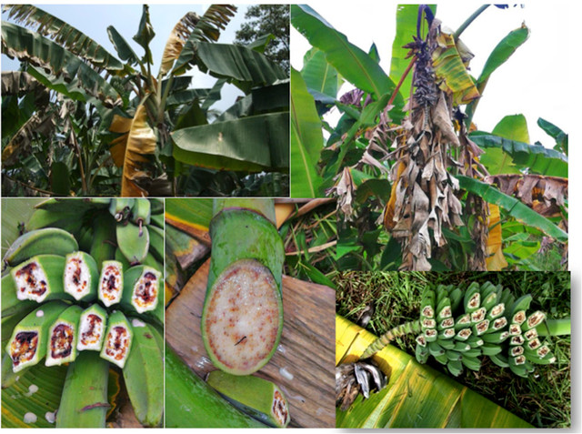 Biết gì về dịch bệnh “chảy máu chuối” khả năng lan rộng ở ĐNA? - Hình 10 Biet gi ve dich benh “chay mau chuoi” kha nang lan rong o DNA?-Hinh-10