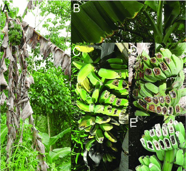 Biết gì về dịch bệnh “chảy máu chuối” khả năng lan rộng ở ĐNA? - Hình 6 Biet gi ve dich benh “chay mau chuoi” kha nang lan rong o DNA?-Hinh-6