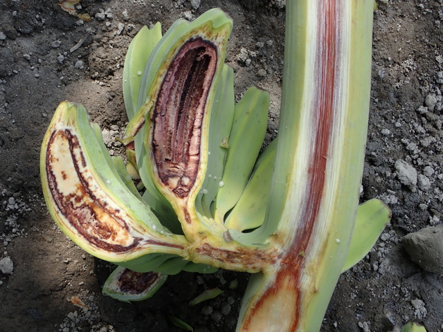 Biết gì về dịch bệnh “chảy máu chuối” khả năng lan rộng ở ĐNA? - Hình 4 Biet gi ve dich benh “chay mau chuoi” kha nang lan rong o DNA?-Hinh-4