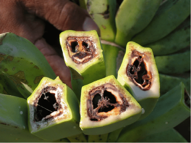 Biết gì về dịch bệnh “chảy máu chuối” khả năng lan rộng ở ĐNA? - Hình 2 Biet gi ve dich benh “chay mau chuoi” kha nang lan rong o DNA?-Hinh-2