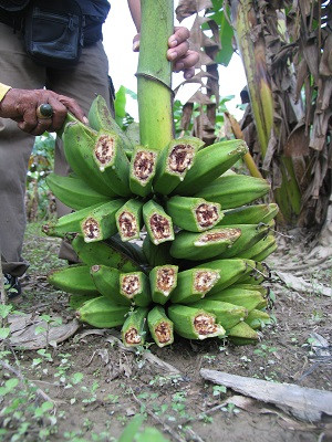 Biết gì về dịch bệnh “chảy máu chuối” khả năng lan rộng ở ĐNA? - Hình 7 Biet gi ve dich benh “chay mau chuoi” kha nang lan rong o DNA?-Hinh-7