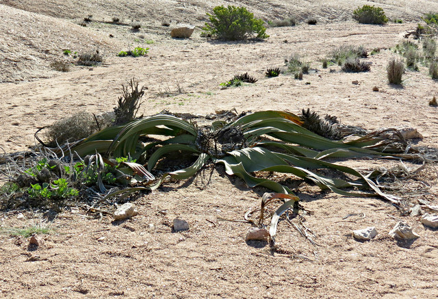 Biết gì về loài cây chỉ mọc 2 lá mà tuổi thọ hàng ngàn năm? - Hình 8 Biet gi ve loai cay chi moc 2 la ma tuoi tho hang ngan nam?-Hinh-8