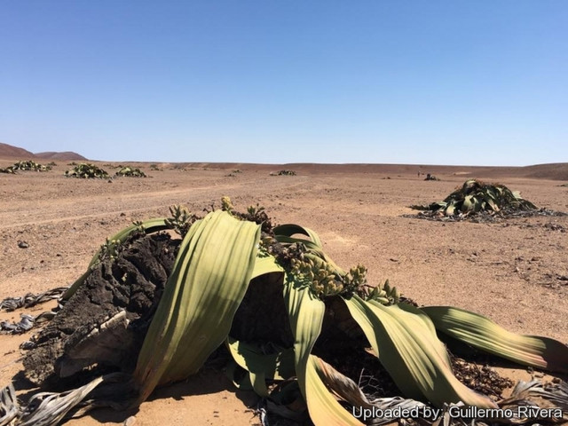 Biết gì về loài cây chỉ mọc 2 lá mà tuổi thọ hàng ngàn năm? - Hình 6 Biet gi ve loai cay chi moc 2 la ma tuoi tho hang ngan nam?-Hinh-6