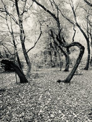 Khu rừng ma quái và những chuyện kỳ bí đáng sợ Khu rung ma quai va nhung chuyen ky bi dang so