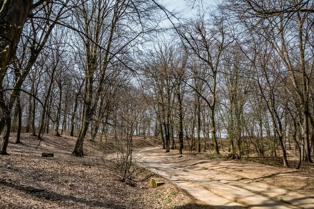 Khu rừng ma quái và những chuyện kỳ bí đáng sợ - Hình 7 Khu rung ma quai va nhung chuyen ky bi dang so-Hinh-7