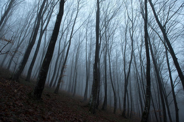 Khu rừng ma quái và những chuyện kỳ bí đáng sợ - Hình 6 Khu rung ma quai va nhung chuyen ky bi dang so-Hinh-6