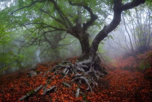 Khu rừng ma quái và những chuyện kỳ bí đáng sợ - Hình 9 Khu rung ma quai va nhung chuyen ky bi dang so-Hinh-9