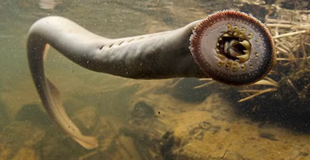 Kinh di mon ca mut da bi lot da roc xuong van ngo nguay-Hinh-7