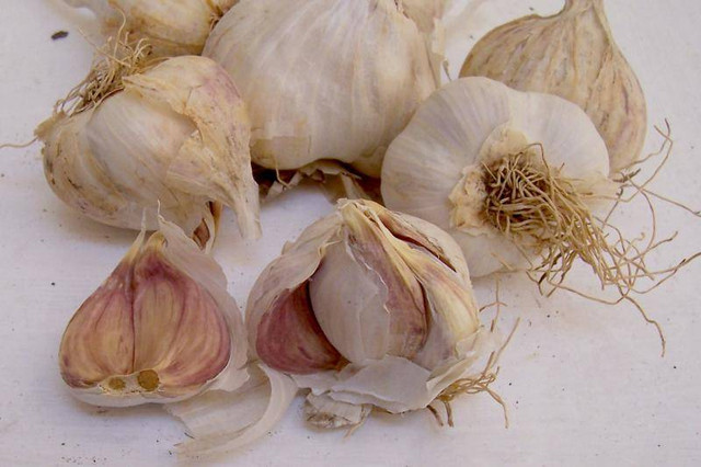 Người đàn ông trả giá vì ăn tỏi mỗi ngày phòng bệnh Nguoi dan ong tra gia vi an toi moi ngay phong benh