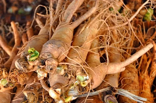 Vi thuoc “Thanh duoc” chua phu khoa, chi em an vao duoc chong yeu quy-Hinh-2