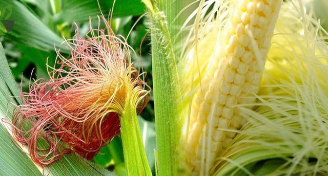 Những thực phẩm giúp đàn ông kéo dài chuyện ân ái - Hình 7 Nhung thuc pham giup dan ong keo dai chuyen an ai-Hinh-7