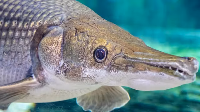 Xem cá láng lớn Bắc Mỹ răng sắc như dao Xem ca lang lon Bac My rang sac nhu dao