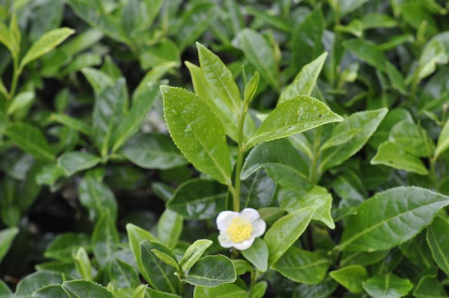 Uống trà sai cách không được lợi mà còn tổn thương cơ thể Uong tra sai cach khong duoc loi ma con ton thuong co the