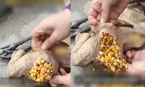 Ngỡ ngàng khi mua gà của người quen Ngo ngang khi mua ga cua nguoi quen