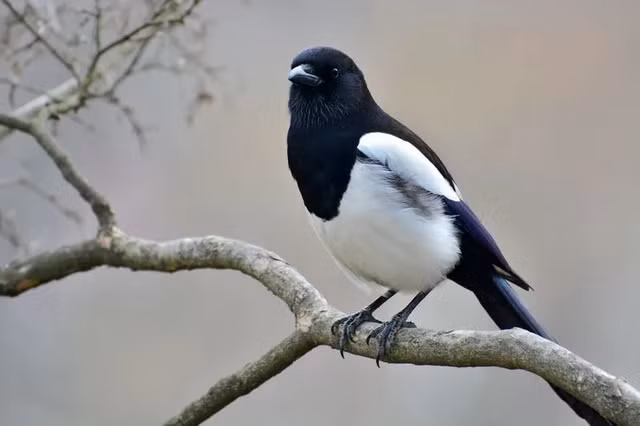 Nhung phong tuc doc la va thu vi nhat Trai dat-Hinh-2