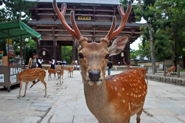 Hida-Takayama - thị trấn tuyệt đẹp như chốn thần tiên - Hình 6 Hida-Takayama - thi tran tuyet dep nhu chon than tien-Hinh-6