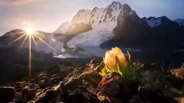 Biet gi ve loai hoa hiem thien son tuyet lien 7 nam moi no 1 lan?