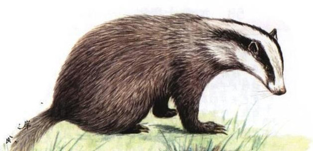 Khai quat mo co cua thien su Nghiem Cu Quang, chuyen gia het hon-Hinh-6