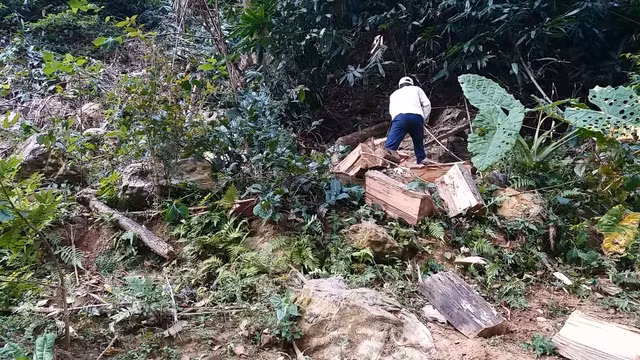 Moc Chau - Son La: Lam tac ngang nhien tan pha rung Chieng Khua-Hinh-10