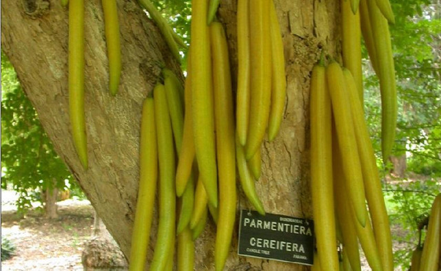 Khám phá cách ăn loại quả kỳ lạ dài hơn 1m ngọt lịm như táo - Hình 3 Kham pha cach an loai qua ky la dai hon 1m ngot lim nhu tao-Hinh-3