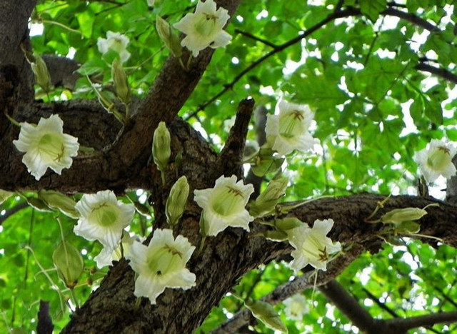 Khám phá cách ăn loại quả kỳ lạ dài hơn 1m ngọt lịm như táo - Hình 8 Kham pha cach an loai qua ky la dai hon 1m ngot lim nhu tao-Hinh-8