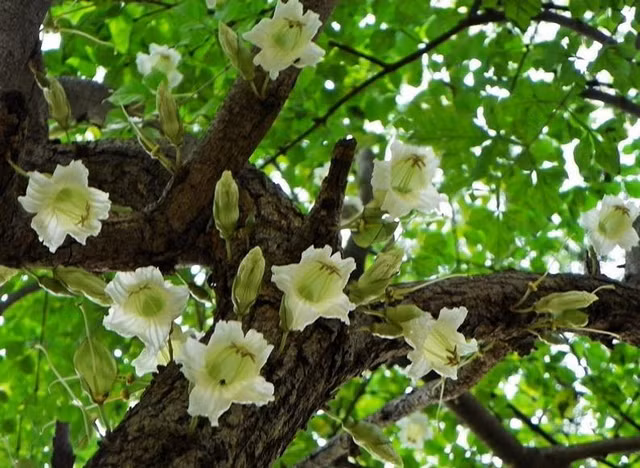 Kham pha cach an loai qua ky la dai hon 1m ngot lim nhu tao-Hinh-8