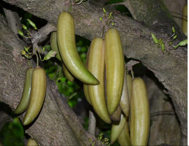 Khám phá cách ăn loại quả kỳ lạ dài hơn 1m ngọt lịm như táo - Hình 10 Kham pha cach an loai qua ky la dai hon 1m ngot lim nhu tao-Hinh-10