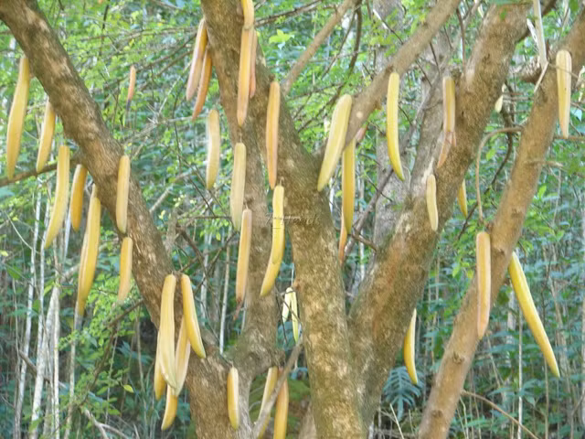 Kham pha cach an loai qua ky la dai hon 1m ngot lim nhu tao-Hinh-5