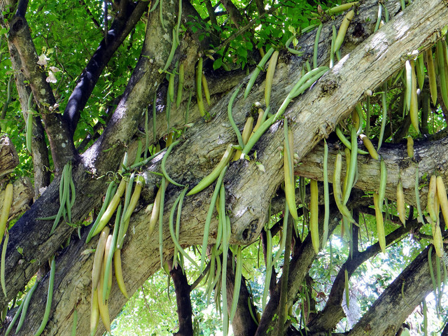Khám phá cách ăn loại quả kỳ lạ dài hơn 1m ngọt lịm như táo - Hình 9 Kham pha cach an loai qua ky la dai hon 1m ngot lim nhu tao-Hinh-9