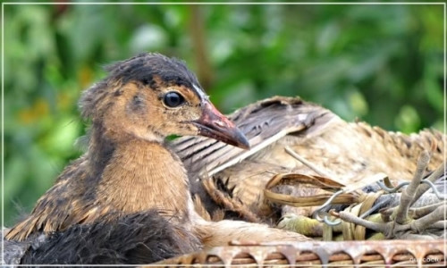 Các món ngon từ cúm núm miền Tây ngon nức tiếng Cac mon ngon tu cum num mien Tay ngon nuc tieng