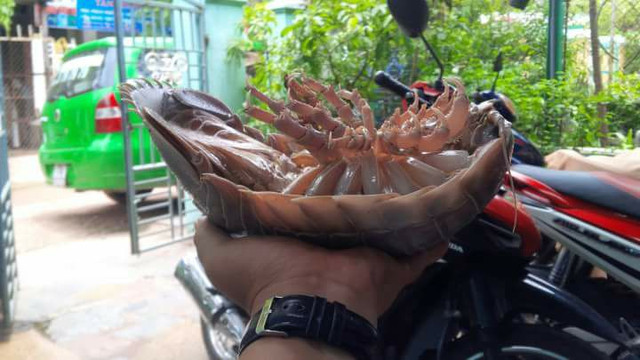 Vi sao dac san bo bien con dat hon tom hum?-Hinh-8