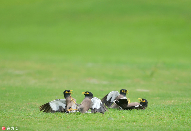 Chim sáo độc chiếm đấu nhau trên sân golf - Hình 3 Chim sao doc chiem dau nhau tren san golf-Hinh-3