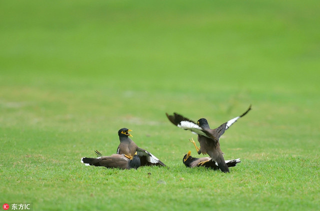 Chim sáo độc chiếm đấu nhau trên sân golf - Hình 2 Chim sao doc chiem dau nhau tren san golf-Hinh-2