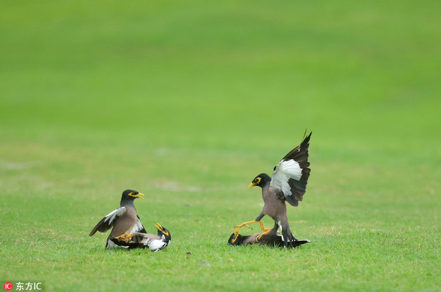 Chim sáo độc chiếm đấu nhau trên sân golf - Hình 4 Chim sao doc chiem dau nhau tren san golf-Hinh-4