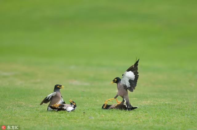 Chim sao doc chiem dau nhau tren san golf-Hinh-4