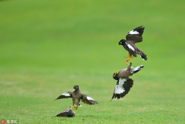 Chim sáo độc chiếm đấu nhau trên sân golf Chim sao doc chiem dau nhau tren san golf