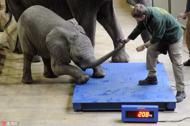 Bieu cam co mot khong hai cua dong vat khi can do suc khoe