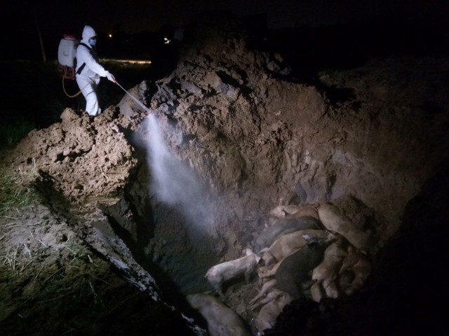 Thủ tướng Chính phủ: Phải chống dịch tả lợn như chống giặc - Hình 2 Thu tuong Chinh phu: Phai chong dich ta lon nhu chong giac-Hinh-2