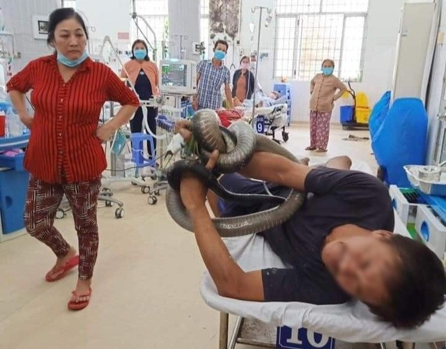 Ôm hổ mang tới BV: Sơ cứu thế nào khi bị rắn cắn? Om ho mang toi BV: So cuu the nao khi bi ran can?