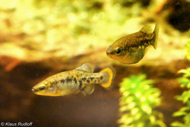 Loai ca tao nen ky tich khi hoi sinh o Mexico-Hinh-2