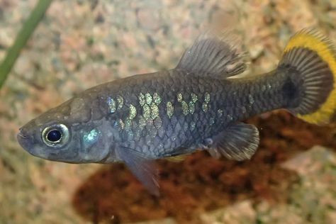 Loai ca tao nen ky tich khi hoi sinh o Mexico-Hinh-4