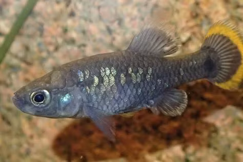 Loai ca tao nen ky tich khi hoi sinh o Mexico-Hinh-4