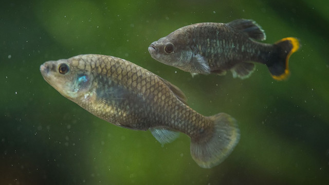 Loai ca tao nen ky tich khi hoi sinh o Mexico-Hinh-8