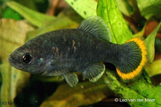 Loai ca tao nen ky tich khi hoi sinh o Mexico-Hinh-10